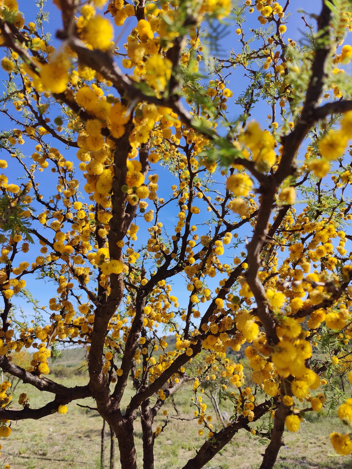 Flores amarillas en un árbol